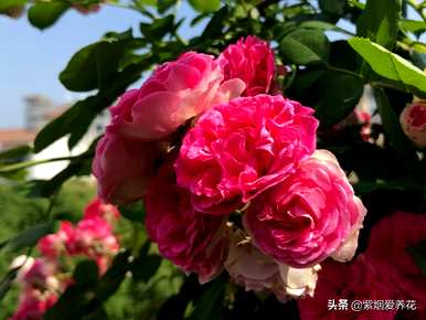 什么品种的藤本玫瑰红最好，哪个品种的藤本玫瑰红最好？