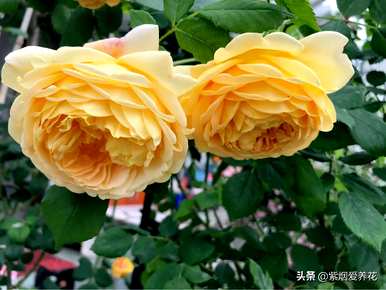 什么品种的藤本玫瑰红最好，哪个品种的藤本玫瑰红最好？
