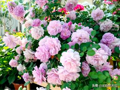 什么品种的藤本玫瑰红最好，哪个品种的藤本玫瑰红最好？