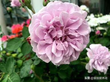 什么品种的藤本玫瑰红最好，哪个品种的藤本玫瑰红最好？