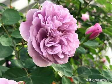 什么品种的藤本玫瑰红最好，哪个品种的藤本玫瑰红最好？