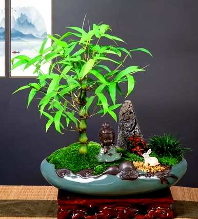 丛生竹子有哪些品种，小竹子有哪些品种？