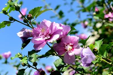 广东秋天最常见的花是什么？秋天最常见的花是什么？