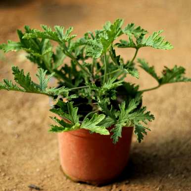 有哪些植物可以驱蚊，有哪些植物可以驱蚊？