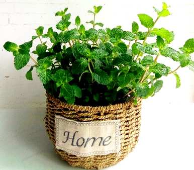 有哪些植物可以驱蚊，有哪些植物可以驱蚊？
