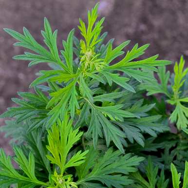 有哪些植物可以驱蚊，有哪些植物可以驱蚊？