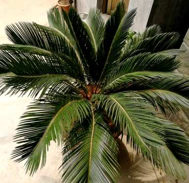 铁树最好的肥料是什么？桂花树能用铁树肥料吗？