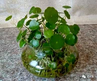 水生植物有哪些？水生植物陶瓷花瓶
