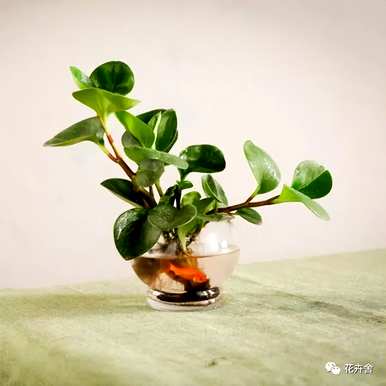 水生植物有哪些？水生植物陶瓷花瓶