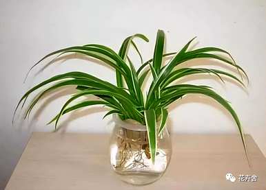 水生植物有哪些？水生植物陶瓷花瓶