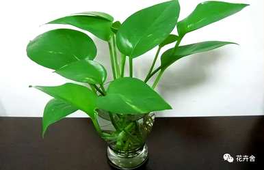 水生植物有哪些？水生植物陶瓷花瓶