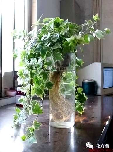 水生植物有哪些？水生植物陶瓷花瓶