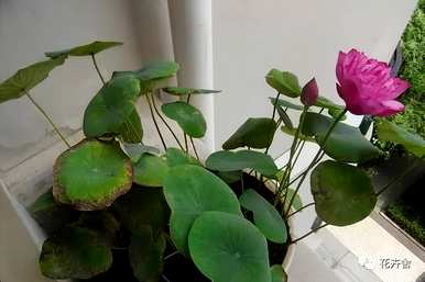 水生植物有哪些？水生植物陶瓷花瓶