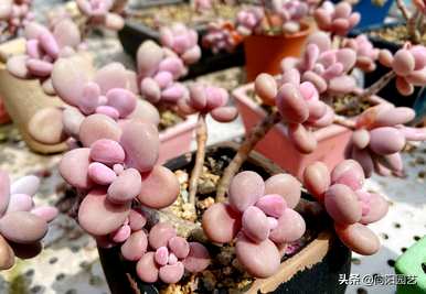 肉质植物有哪些品种，肉质植物有哪些品种？