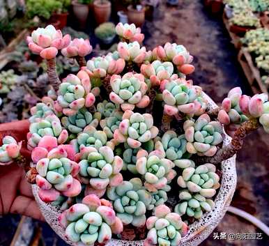 肉质植物有哪些品种，肉质植物有哪些品种？