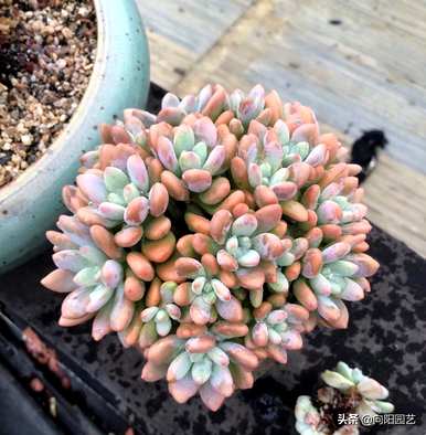 肉质植物有哪些品种，肉质植物有哪些品种？