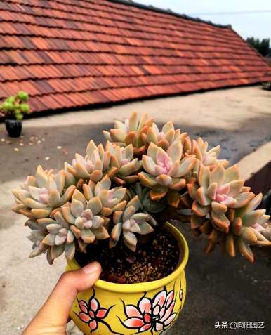 肉质植物有哪些品种，肉质植物有哪些品种？