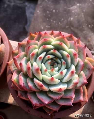 肉质植物有哪些品种，肉质植物有哪些品种？