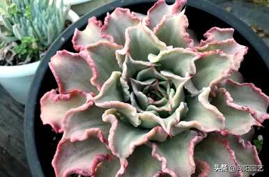 肉质植物有哪些品种，肉质植物有哪些品种？