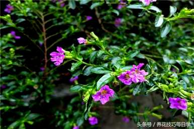 如何在冬天培育细叶雪茄花？