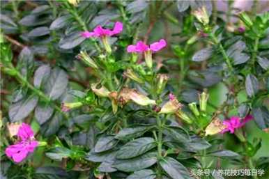 如何在冬天培育细叶雪茄花？