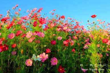 格桑花的寓意是什么，格桑花的寓意是什么？