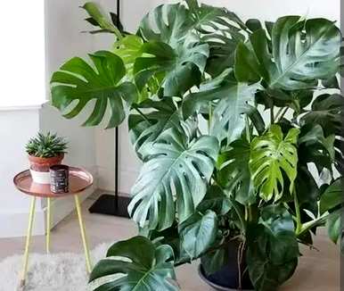 室内观叶植物大盆栽，室内观叶植物有哪些