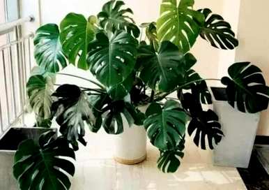 室内观叶植物大盆栽，室内观叶植物有哪些