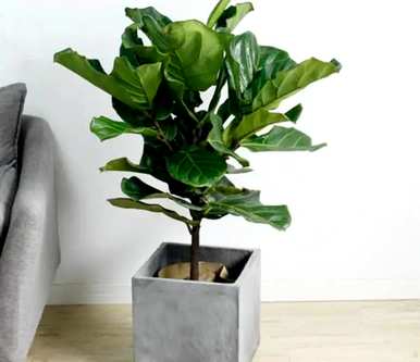 室内观叶植物大盆栽，室内观叶植物有哪些