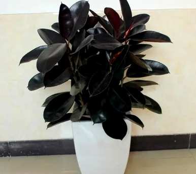 室内观叶植物大盆栽，室内观叶植物有哪些