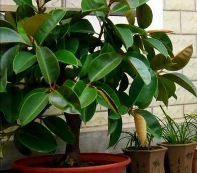 室内观叶植物大盆栽，室内观叶植物有哪些