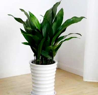 室内观叶植物大盆栽，室内观叶植物有哪些