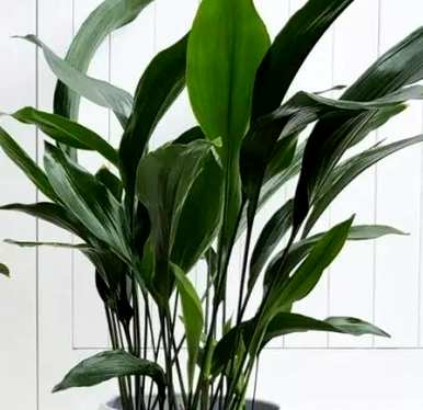 室内观叶植物大盆栽，室内观叶植物有哪些