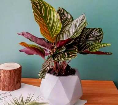 室内观叶植物大盆栽，室内观叶植物有哪些