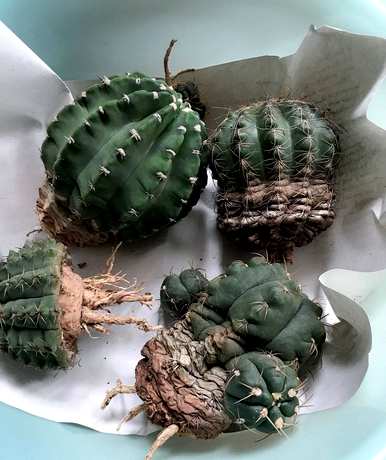 如何种植仙人掌盆栽，仙人掌盆栽美丽图片