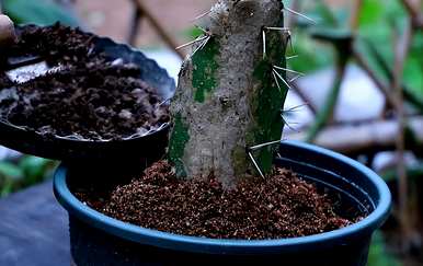 如何种植仙人掌盆栽，仙人掌盆栽美丽图片