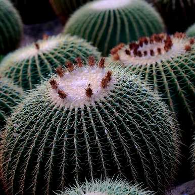 如何种植仙人掌盆栽，仙人掌盆栽美丽图片