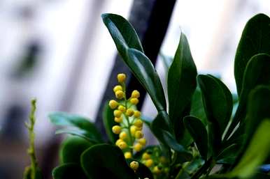 米兰花的育种方法，米兰花的扦插方法