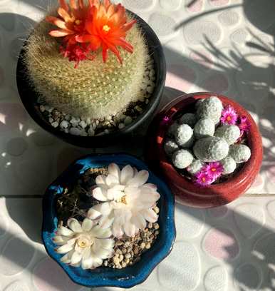 如何种植仙人掌盆栽，仙人掌盆栽美丽图片