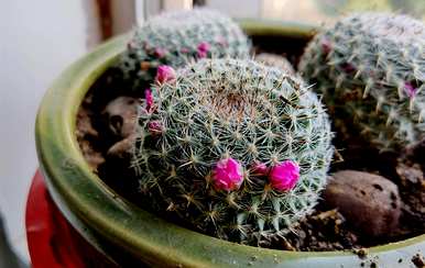 如何种植仙人掌盆栽，仙人掌盆栽美丽图片
