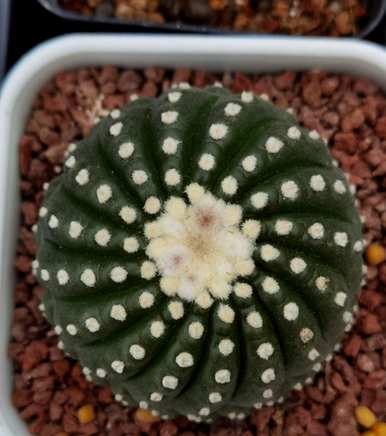如何种植仙人掌盆栽，仙人掌盆栽美丽图片