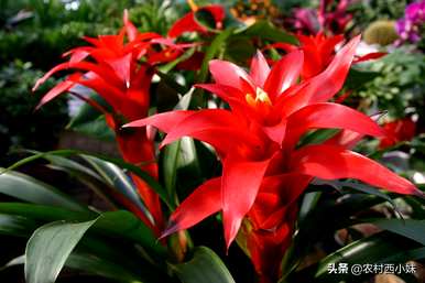 如何养星花菠萝，黄色星花菠萝