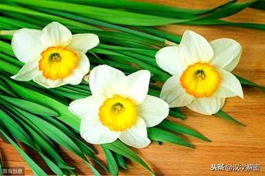 水仙花的意思和意思，水仙花的意思是什么？
