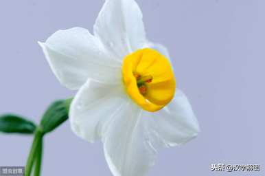 水仙花的意思和意思，水仙花的意思是什么？