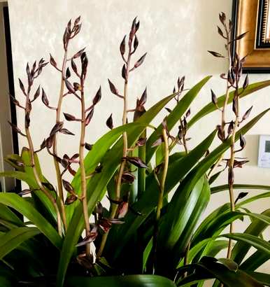 兰花植物种植视频，兰花植物有哪些？