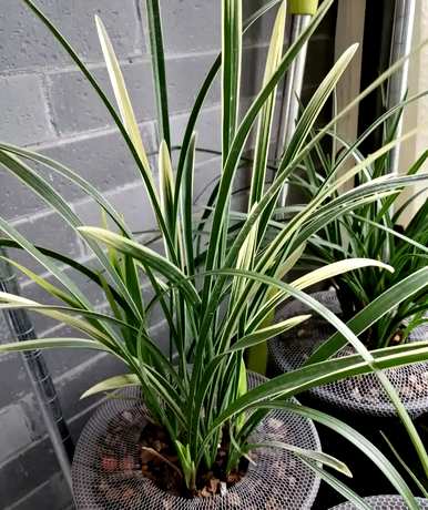兰花植物种植视频，兰花植物有哪些？
