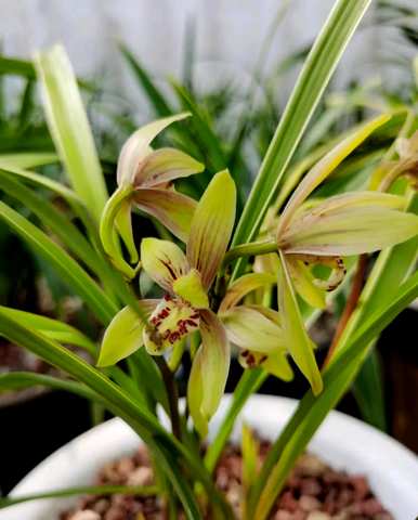 兰花植物种植视频，兰花植物有哪些？