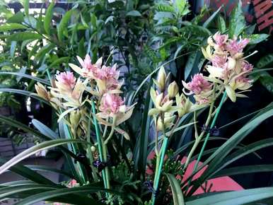 兰花植物种植视频，兰花植物有哪些？