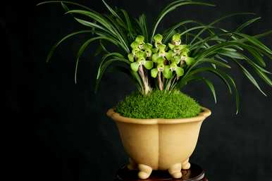兰花植物种植视频，兰花植物有哪些？