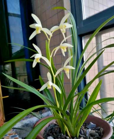 兰花植物种植视频，兰花植物有哪些？